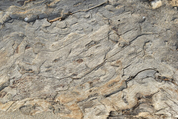 Detailed view of aged driftwood texture. Close-up of textured driftwood surface. Weathered wood pattern with sand grains.