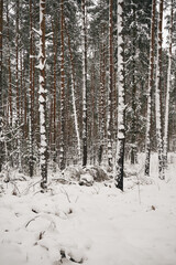 las,zima  © Marcin Łazarczyk