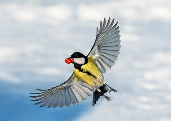 bird tit flies with spread wings and feathers against white snow in winter garden with peanut in...