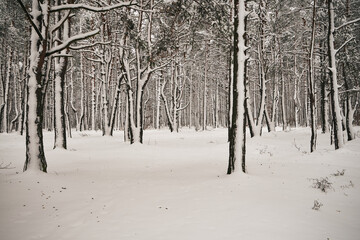 las,zima  © Marcin Łazarczyk