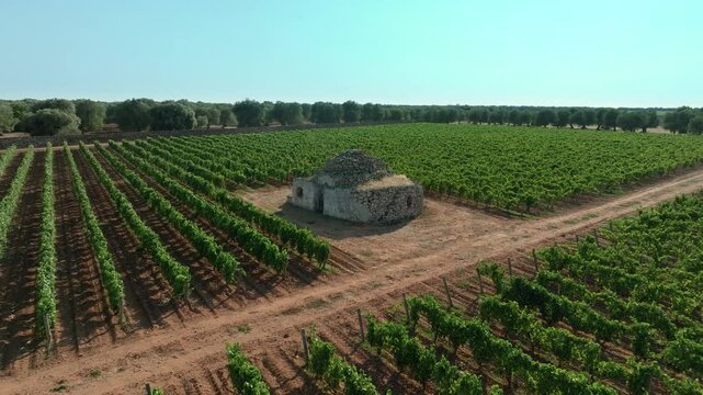 2 TRULLI IN THE MIDDLE OF A FLOWERING VINEYARD, SHOOTED WITH A DRONE