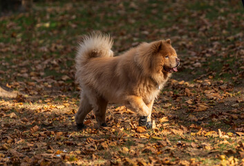 Obraz premium Perro peludo en el bosque