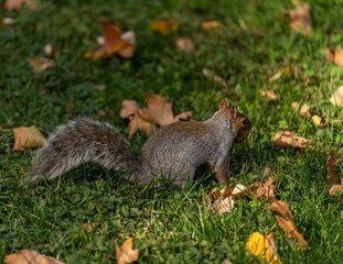 Una ardillita y su cola
