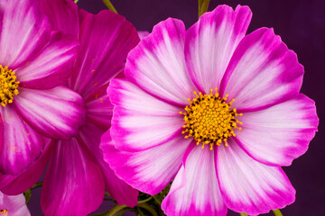 Beautiful pink cosmos flowers on background