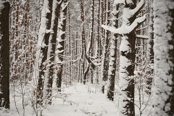 las,zima  © Marcin Łazarczyk