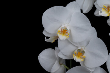 Beautiful white orhids on black background