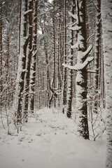 las,zima  © Marcin Łazarczyk