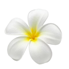 Selbstklebende Fototapeten Single Frangipani flower, transparent background. © Proongnee