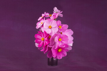 Beautiful pink cosmos flowers on background