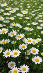 Fototapeta premium Field of blooming white daisy fleabane flowers in the spring meadow, beauty, nature, meadow