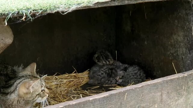 European wild cat mom and kittens, its scientific name is Felis silvestris