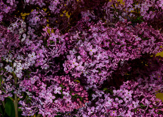 Beautiful bouquet of lilacs in a glass jar on a wooden table