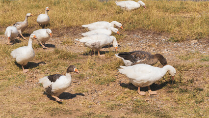 A serene group of geese wandering through a grassy field, enjoying the warm sunshine. A peaceful rural moment captured beautifully.