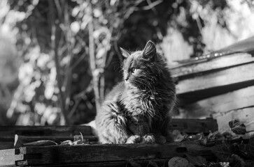 Black and white photo of a fluffy kitten sitting in the sun