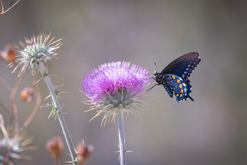 USA, Arizona, Tucson, Tohono Chul Botanical Gardens. Black swallowtail butterfly on thistle flower.