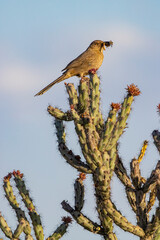 USA, Arizona, Cottonwood, Fort McDowell State Park. Curve-billed thrasher with insect prey on cactus.