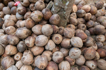 Pile of unhusked coconuts outdoors.