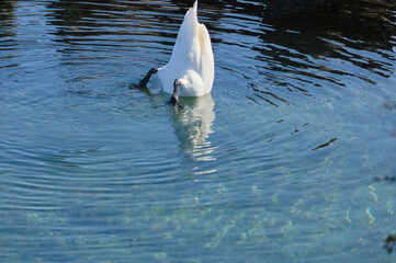 Un cygne majestueux plonge la tête dans une eau cristalline, créant des ondulations délicates à...