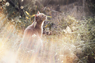 A red-haired cat sitting in the grass, in the glare of sunlight
