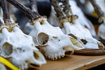 Three deer skulls are displayed on a wooden table