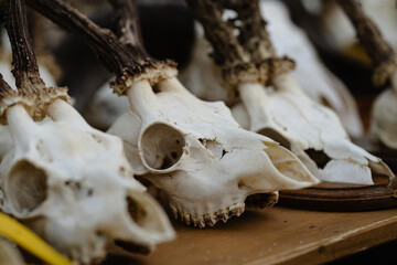 Three deer skulls are displayed on a wooden table