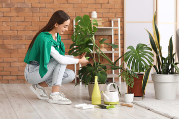 Beautiful young woman pruning Monstera houseplant at home