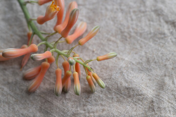 Close up of Speckled Aloe Vera Plant Orange Flowers