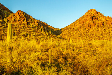 Obraz premium USA, Arizona, Tucson Mountain Park. Sonoran Desert with palo verde trees in bloom.