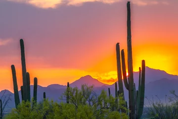 Fototapete Lavendel USA, Arizona, Saguaro National Park. Sonoran Desert and mountains at sunset.  © Danita Delimont