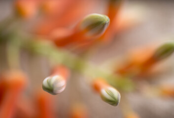 Close up of Speckled Aloe Vera Plant Orange Flowers