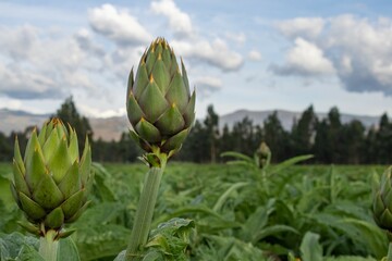 Cabezas de alcachofas en un campo de cultivo en el valle del Mantaro en los andes 