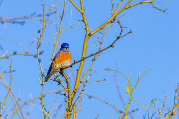 USA, Arizona, Tucson. Male western bluebird in tree.