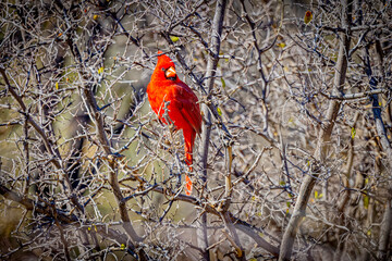 USA, Arizona, Tucson. Male northern cardinal in tree.