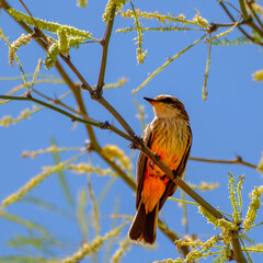 Color stock image of City of Sedona.