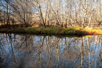 Obraz premium USA, Arizona, Sedona. Oak trees reflecting in Oak Creek