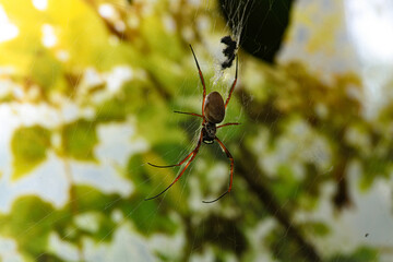Closeup on a spider in the garden hanging from its web