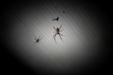 Closeup on a hanging spider with dark background