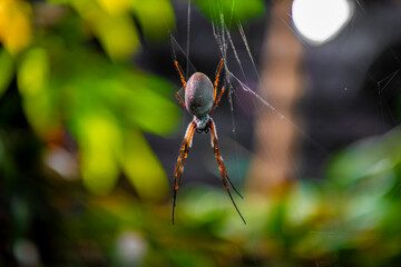Closeup on a spider in the garden hanging from its web