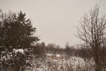 łąka,mgła,zima 
