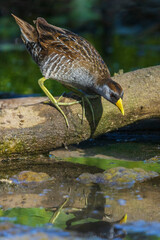 Sora searching for a meal, Arizona Wetland, USA