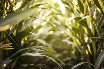 Obraz premium beautiful green background of leaves in corn field as a background