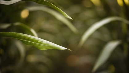 beautiful green background of leaves in corn field as a background