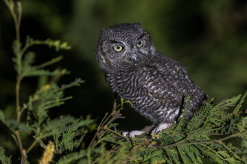Western screech owl fledgling, first night out of the nest, USA, Arizona.