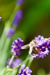 A honeybee hovering near a vibrant purple lavender flower in a blooming field. The background is softly blurred, creating a dreamy effect while emphasizing the bee and flowers.