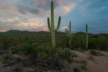 Saguaro National Park West during monsoon season, Arizona