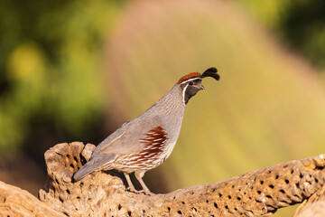 Gambel's Quail male, Pima County, Arizona.