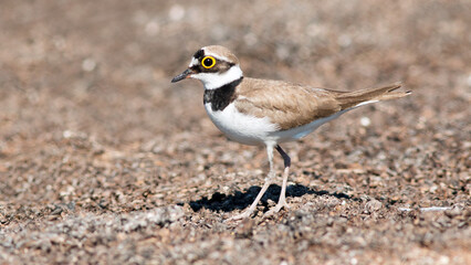 red winged blackbird