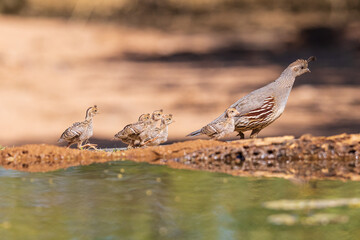 Gambel's Quail female with young, Pima County, Arizona.