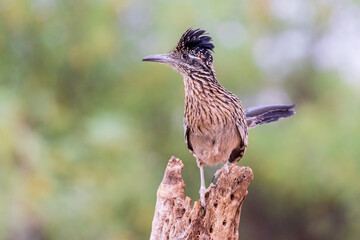 Greater Roadrunner in desert, Pima County, Arizona.