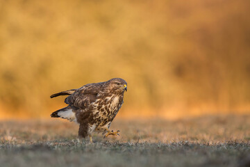 Myszołów zwyczajny, common buzzard, (Buteo buteo) © Michal Przystas